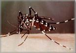 mosquito magnet lurex attracts asian tiger mosquitoes