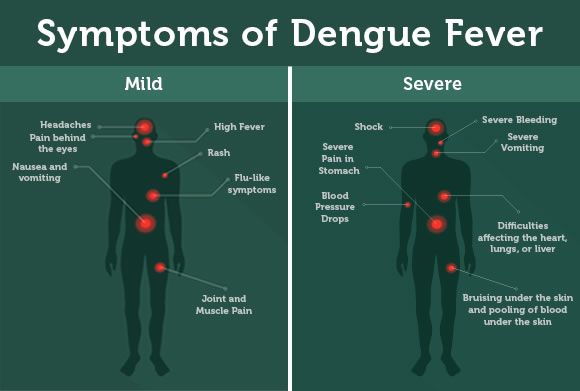 What Is Dengue Fever Mosquito Borne Diseases