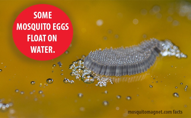 mosquito trap placement mosquito eggs water