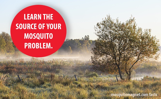 mosquito trap placement