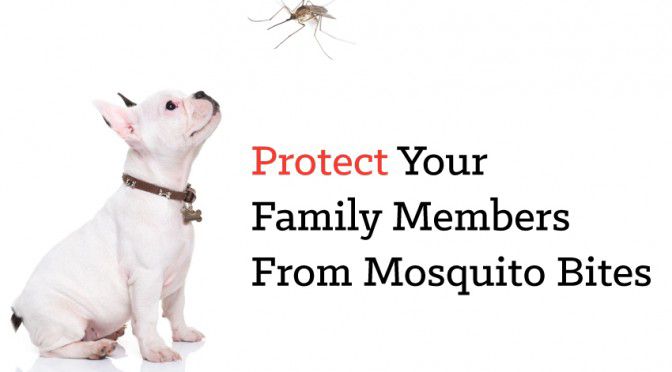 Mosquito Protection For Dogs \u0026 Cats