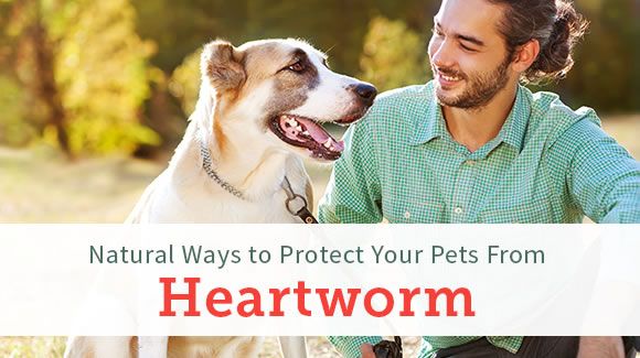 heartworm contagious to other dogs