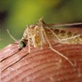 Culex pipiens - Biting Insect Library