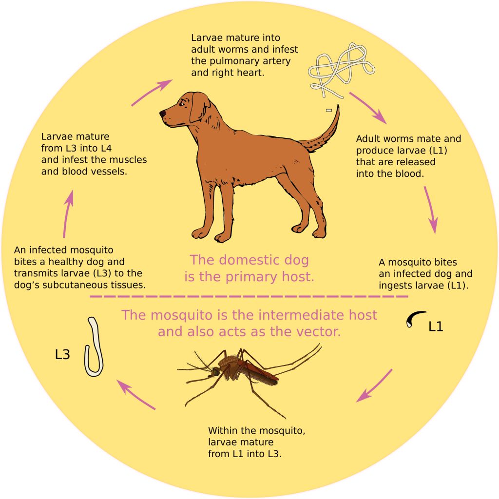 Are Mosquitoes a Danger to Dogs, Cats 