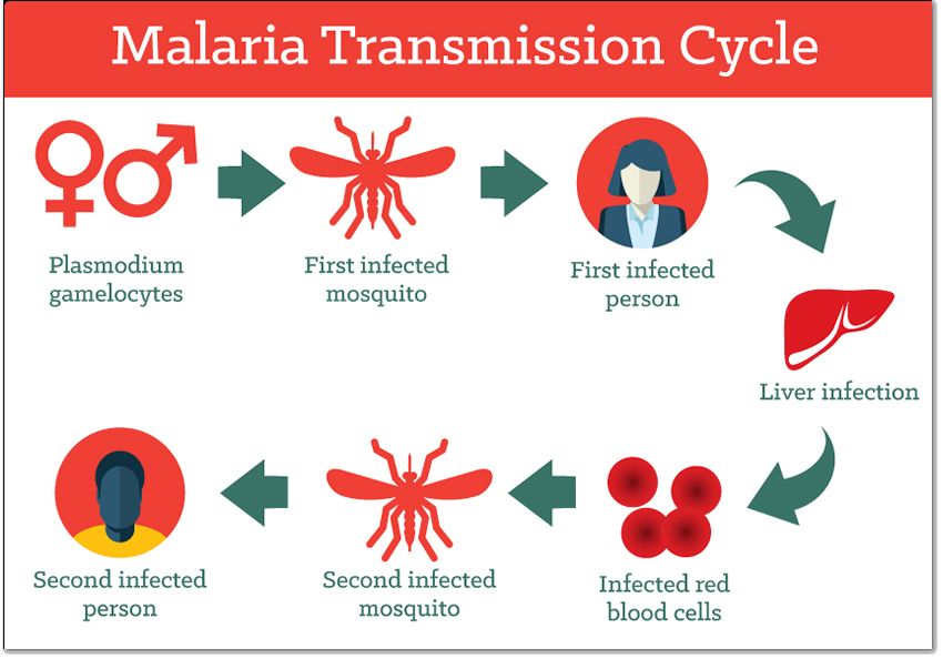 what-is-malaria-mosquito-borne-diseases