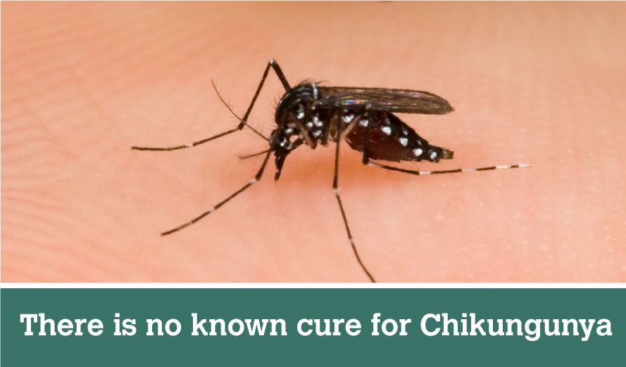 to fever how high reduce Chikungunya?  Treatment Virus and the  Prevention Is of What