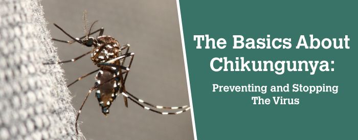 Chikungunya là gì