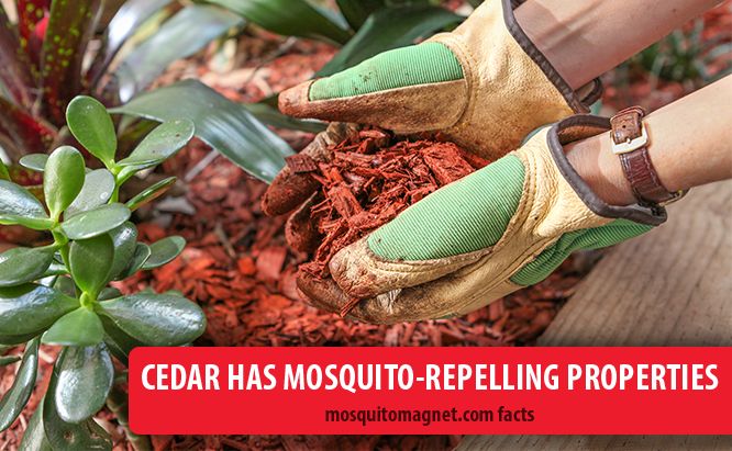 How To Use Landscaping To Repel Mosquitoes