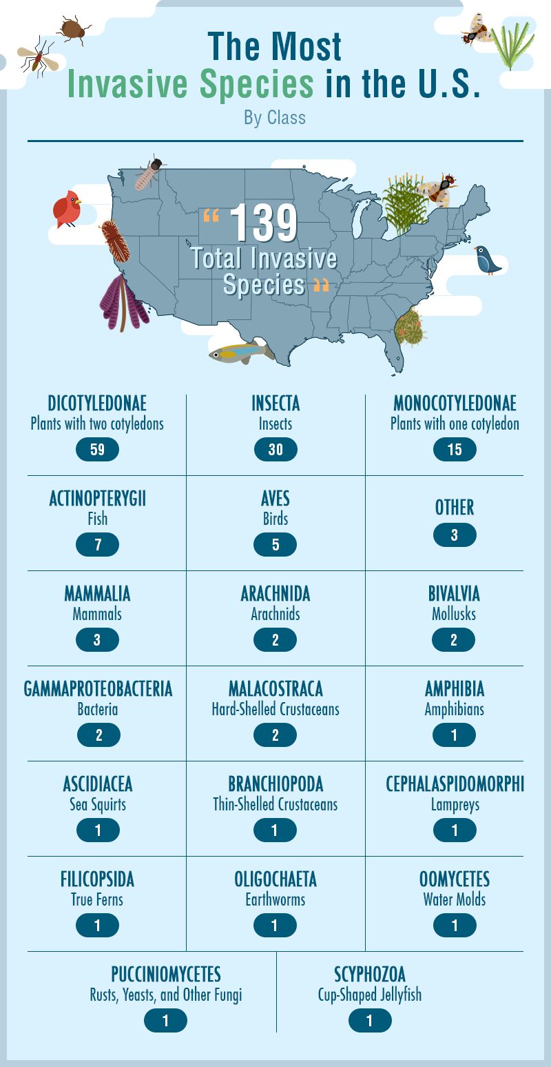 Most Common Invasive Species