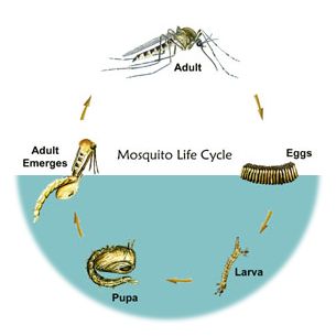 Mosquito Life Cycle | Mosquito Magnet® Support