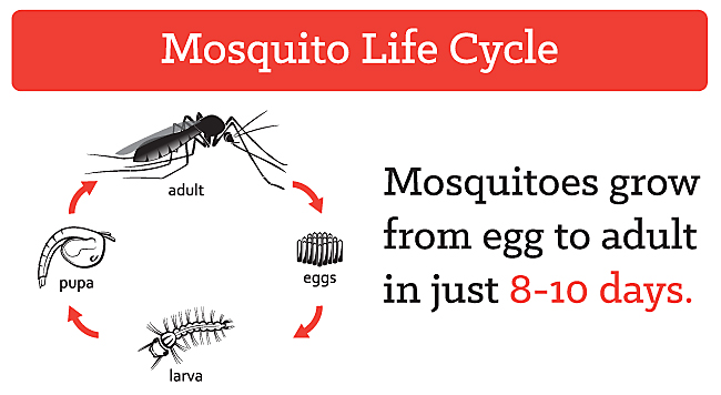 Vòng đời của muỗi