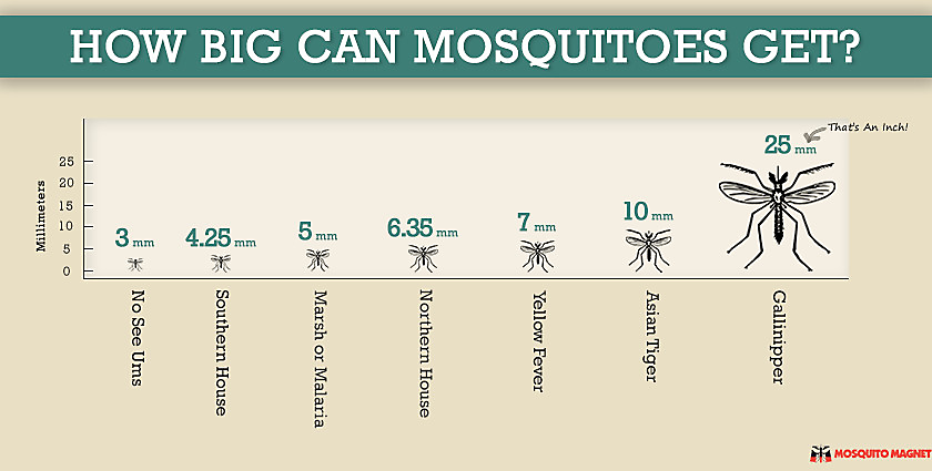 Muỗi có thể bị muỗi Anopheles lớn đến mức nào